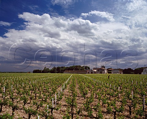 Vineyards of Chteau ChasseSpleen Grand Poujeaux   Gironde France    MoulisenMdoc  Cru Bourgeois Exceptionnel
