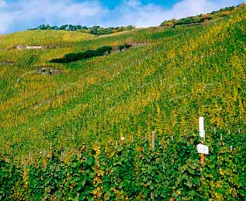 Name signs on vine rows in Zeltingen Sonnenuhr   vineyard Germany  Mosel