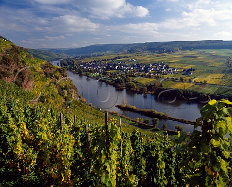 rziger Wrzgarten vineyard and the Mosel River   with Erden village on the opposite bank  Germany    Mosel