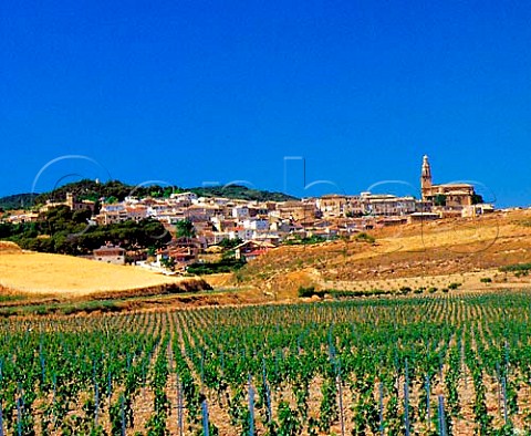Young vines at Discatillo near Estella  Spain   Navarra