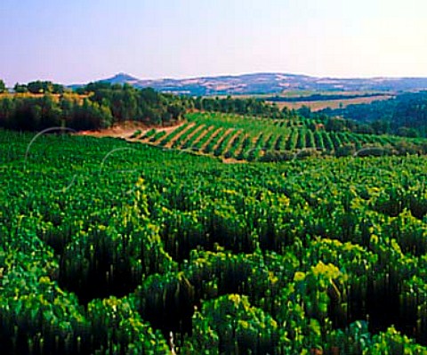 Vineyards near Salas Bajas with Monasterio de Pueyo   on the distant hilltop Barbastro Aragon Spain    Somontano