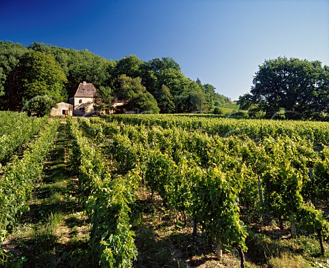 Vineyard at Capitourian Gironde France  Ctes de Castillon
