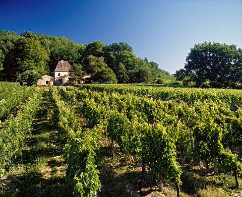 Vineyard at Capitourian Gironde France  Ctes de Castillon  Bordeaux
