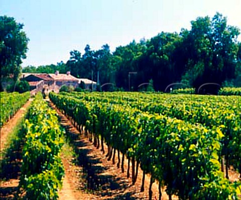 Vineyard at Tourtirac near Gardegan Gironde   France  Ctes de Castillon