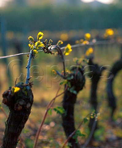 Early spring growth on vines Vende France   FiefsVendens