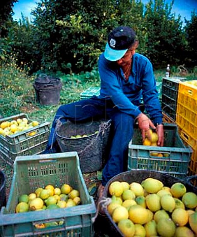 Lemon harvest at Benamargosa  near Velez Malaga   Andaluca Spain