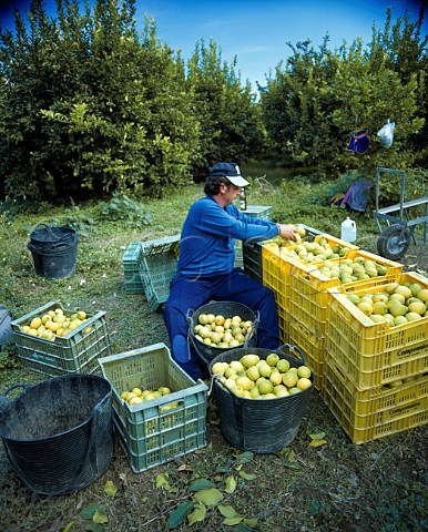 Lemon harvest at Benamargosa  near Velez Malaga   Andaluca Spain