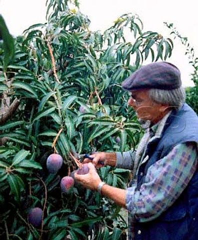 Mango harvest variety Sensacin at Triana   near Velez Malaga Andaluca Spain