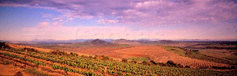 Groote Post vineyards in the Darling Hills Darling   South Africa    Swartland