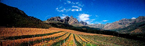 Oude Nektar vineyard of Neil Ellis Stellenbosch   South Africa