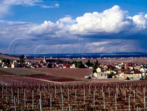 Chardonnay vineyards around Oger on the   Cte des Blancs Marne France  Champagne