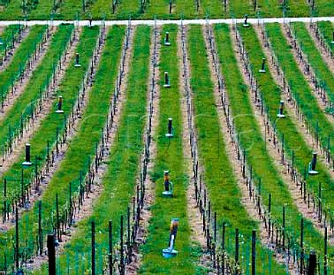 Cephas Picture Library - Asset Details 1146656- Oil burning smudge-pots in  vineyard to prot