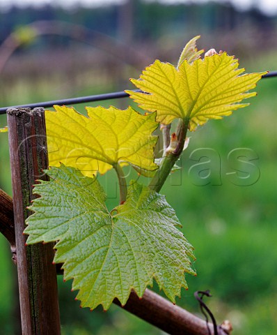 Spring leaves on Chardonnay vine at Denbies Estate Dorking Surrey England