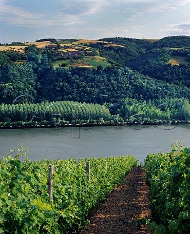 Vineyard above the Rhne at Seyssuel near Vienne Isre France  Coteaux de Seyssuel  IGP Collines Rhodaniennes