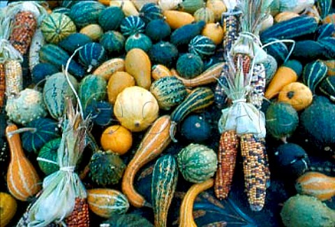 Gourds and maize on sale in the market  Beaune Cte dOr France