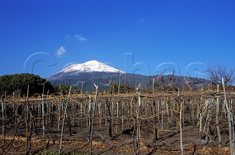 Vineyard of Mastroberardino on the   southern slopes of snowcapped   Mount Vesuvius  Campania Italy  Lacryma Christi del Vesuvio