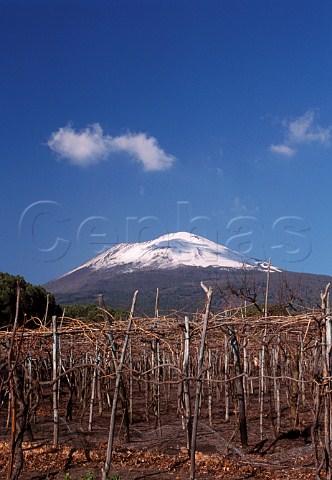 Vineyard of Mastroberardino on the   southern slopes of Mount Vesuvius    Campania Italy  Lacryma Christi del Vesuvio
