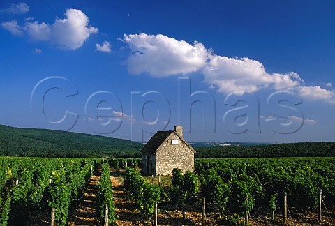 Workers refuge in Domaine la Moussire   vineyard of Alphonse Mellot Sancerre   Cher France   Sancerre