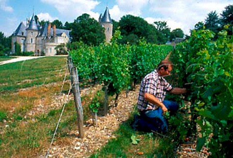 Pierre Fort former vineyard manager examining   vines of Chteau de Tracy   TracysurLoire Nivre France   PouillyFum
