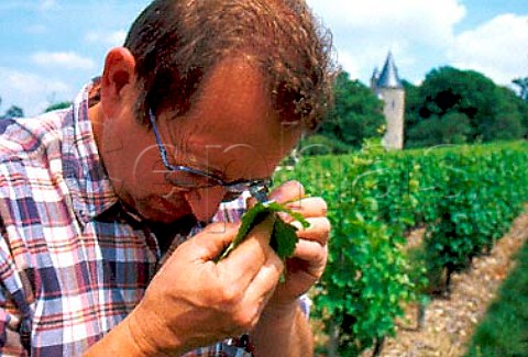 Pierre Fort former vineyard manager   inspecting vine leaf for possible   disease  Chteau de Tracy   TracysurLoire Nivre France   PouillyFum