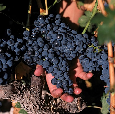 Tinto Fino grapes Tempranillo of Bodegas Mauro   Tudela de Duero near Valladolid Castilla y Len   Spain