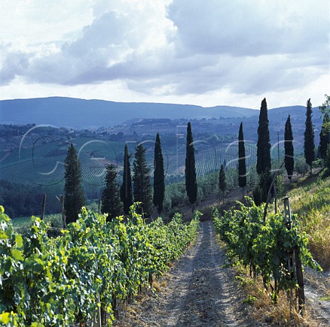 Vineyard of Teruzzi  Puthod   San Gimignano Tuscany Italy