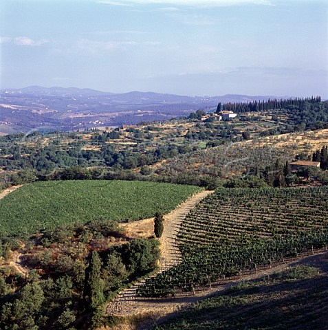 Vineyard of Podere Poggio Scalette   near Greve in Chianti Tuscany Italy