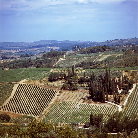 Vineyard of Podere Poggio Scalette   near Greve in Chianti Tuscany Italy