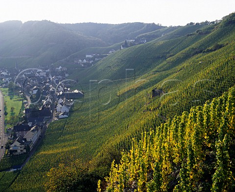 rziger Wrzgarten vineyard above rzig Germany   Mosel