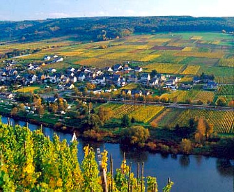 Riesling vines of rziger Wrzgarten overlooking the   Mosel River with Erden village on the opposite   bank  Germany  Mosel
