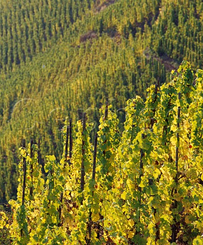 Riesling vines in rziger Wrzgarten vineyard    rzig Germany  Mosel