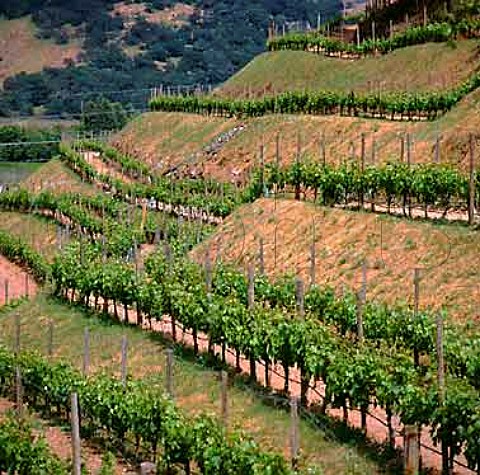 Vineyard of Pine Ridge Winery   Napa California    Stags Leap