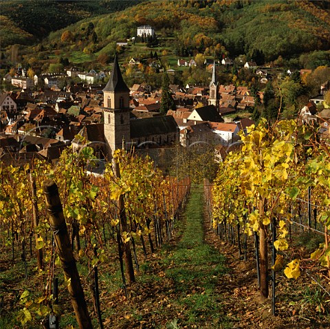Ribeauvill viewed from the Kirchberg de Ribeauvill   vineyard HautRhin France       Alsace Grand Cru