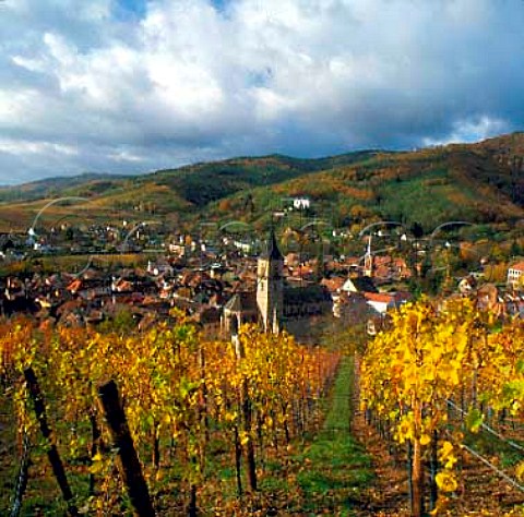 Ribeauvill viewed from the Kirchberg de Ribeauvill   vineyard HautRhin France       Alsace Grand Cru