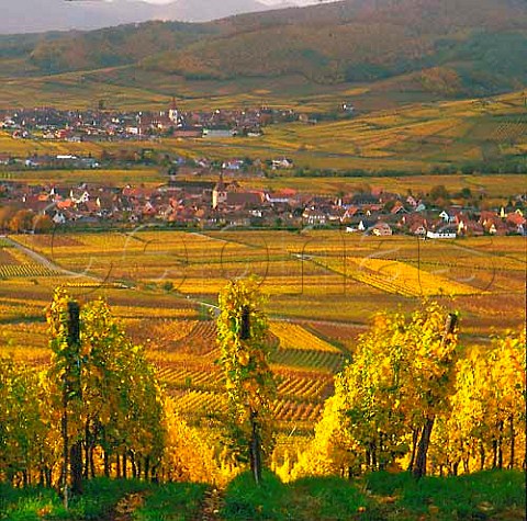 Kientzheim with Ammerschwihr beyond viewed from   the Furstentum vineyard HautRhin France           Alsace Grand Cru