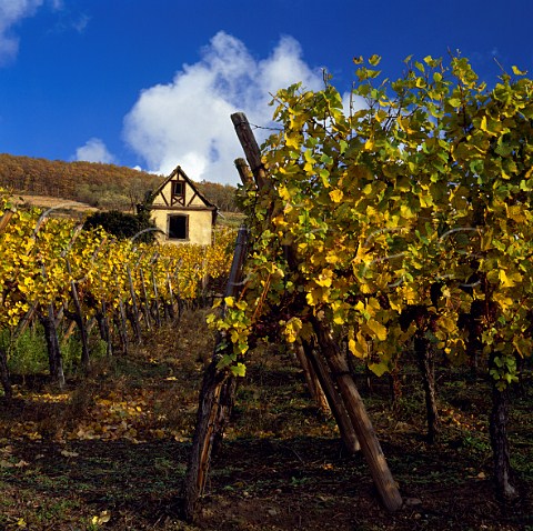 Pinot Gris grapes in the Schlossberg vineyard   left on the vine until late October for   Vendange Tardive Kaysersberg HautRhin France     Alsace Grand Cru