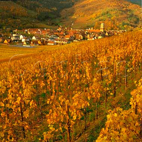 Kaysersberg viewed from the Schlossberg vineyard   HautRhin France   Alsace Grand Cru