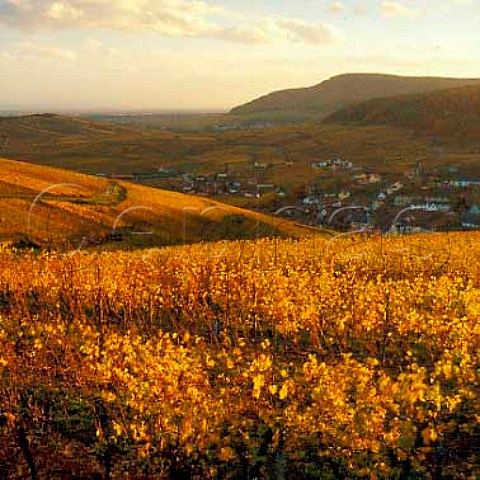Soultzmatt viewed from the Zinnkoepfl vineyard   HautRhin France       Alsace Grand Cru