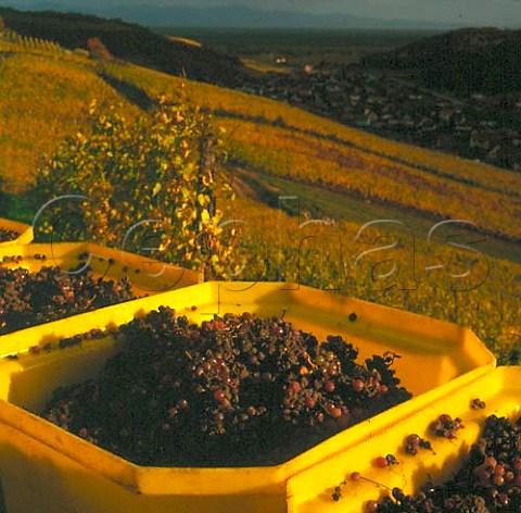 Harvesting botrytised Pinot Gris grapes in   the Grand Cru Zinnkoepfl vineyard above     Soultzmatt HautRhin France      Alsace