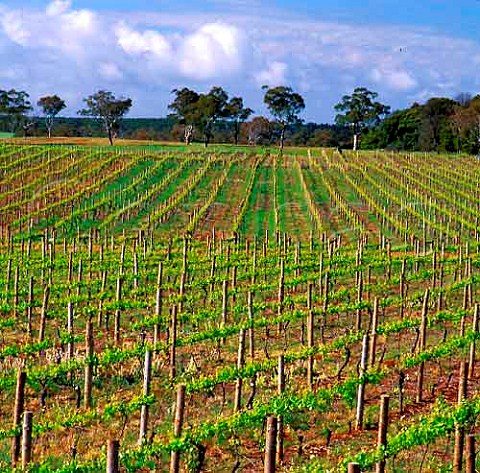 Springtime in vineyard near Joanna   South Australia        Wrattonbully