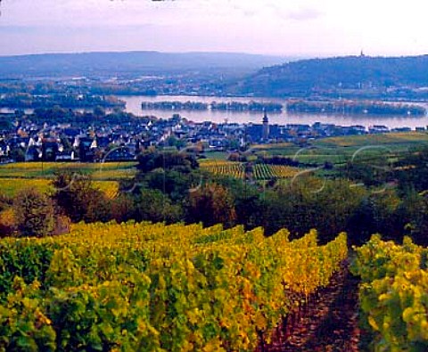 View over Klosterlay and Bischofsberg vineyards to   Rdesheim and the Rhein Germany  Rheingau