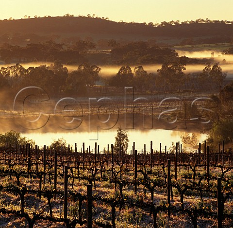 Early spring in vineyard of Pikes Wines in the Polish Hill River region Sevenhill South Australia  Clare Valley