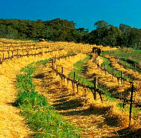 Straw mulched vineyard of Skillogalee   Sevenhill South Australia   Clare Valley