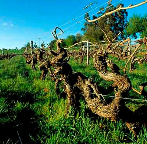Old Shiraz vines planted in 1893 of   Wendouree Cellars near Clare South Australia      Clare Valley