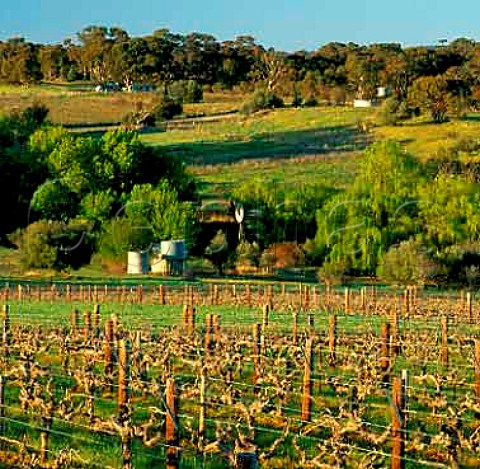 Old Cabernet Sauvignon vineyard of   Wendouree Cellars near Clare South Australia      Clare Valley