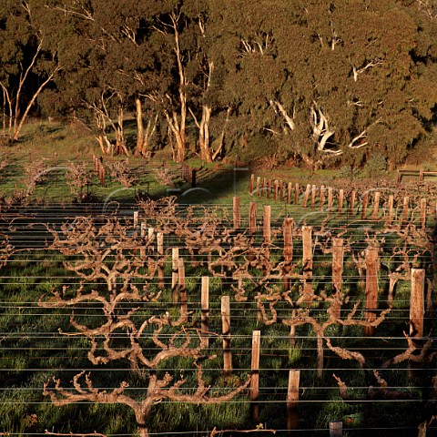 Old Cabernet Sauvignon vineyard of   Wendouree Cellars near Clare South Australia      Clare Valley