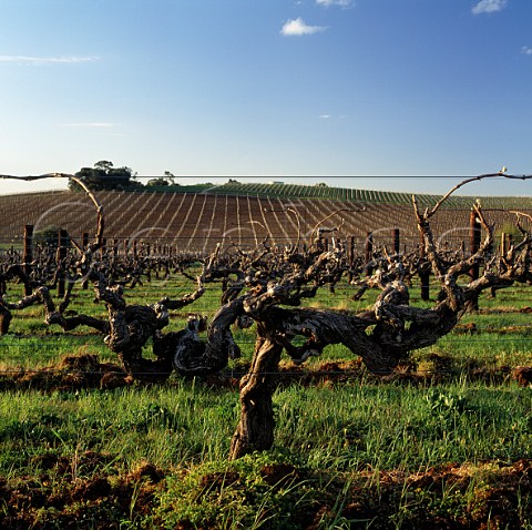 Old Shiraz vines planted in 1919 in vineyard of Wendouree Cellars  Clare South Australia    Clare Valley