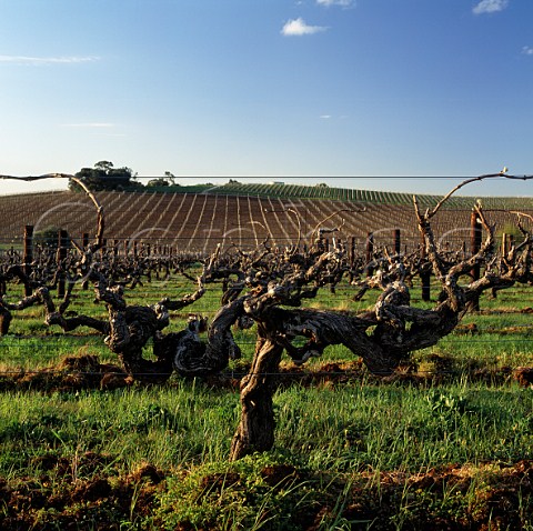 Old Shiraz vines planted in 1919 in vineyard of Wendouree Cellars  Clare South Australia    Clare Valley