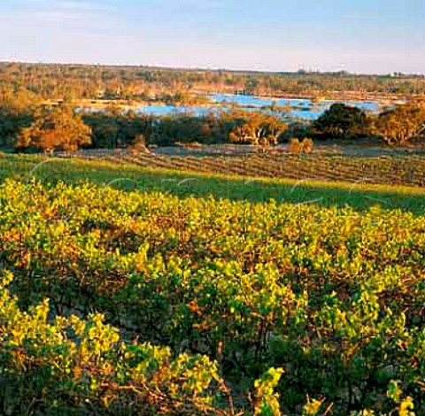 Vineyard of Banrock Station KingstononMurray   South Australia       Riverland