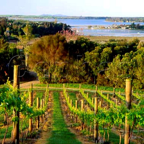 Vineyard near Tauranga a contract grower for   Mills Reef Winery New Zealand    Bay of Plenty